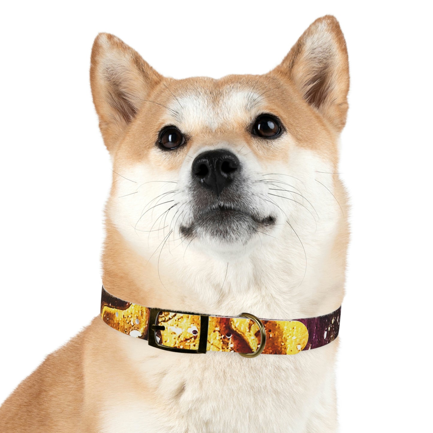 Heaven Meets Universe Dog Collar