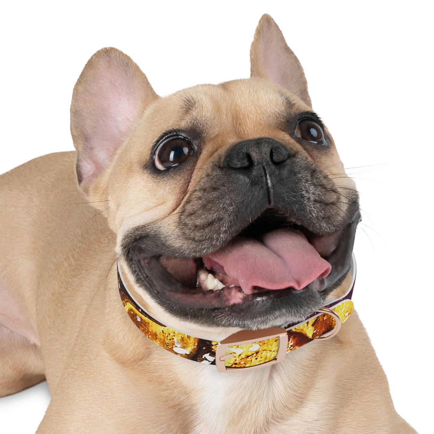 Heaven Meets Universe Dog Collar